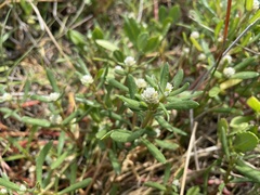 Blutaparon vermiculare