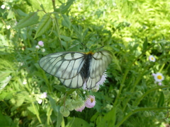 Parnassius glacialis