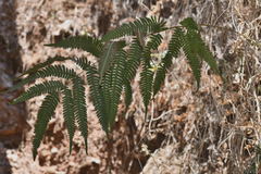 Pteris quadriaurita