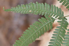 Pteris quadriaurita