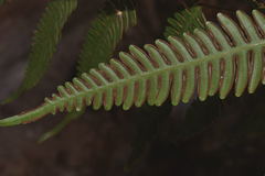 Pteris quadriaurita