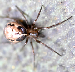 Enoplognatha marmorata