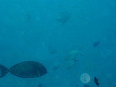 Trachinotus coppingeri