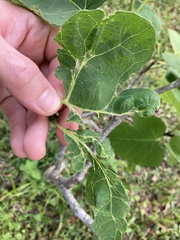Fig mosaic emaravirus