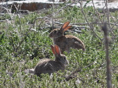 Oryctolagus cuniculus