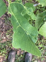 Fig mosaic emaravirus