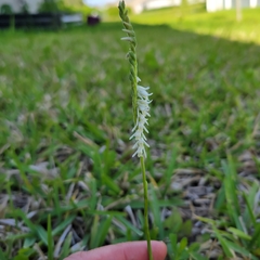 Spiranthes vernalis image