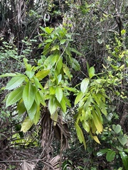 Alstonia macrophylla
