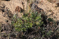 Leucadendron glaberrimum glaberrimum