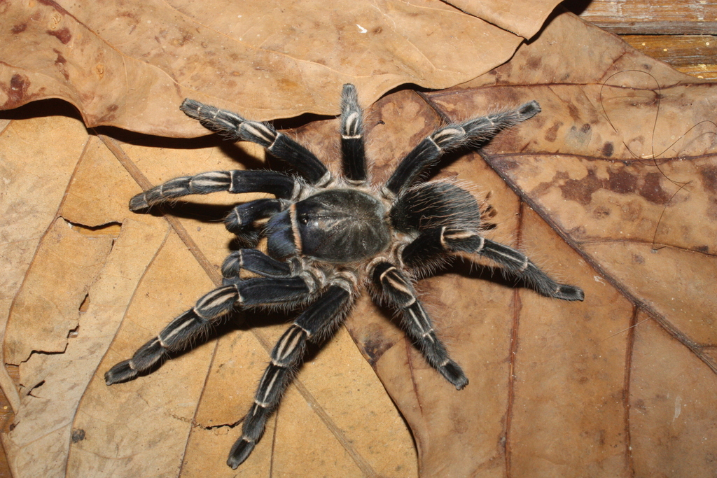 Costa Rican Striped-knee Tarantula from Marcala, Honduras on August 21 ...