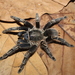 Costa Rican Striped-knee Tarantula - Photo (c) Stuart Longhorn, some rights reserved (CC BY-NC), uploaded by Stuart Longhorn
