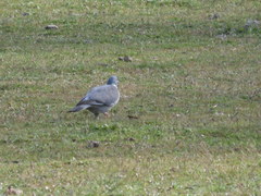 Columba palumbus