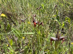 Serapias strictiflora