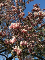 Magnolia liliiflora