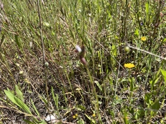 Serapias strictiflora