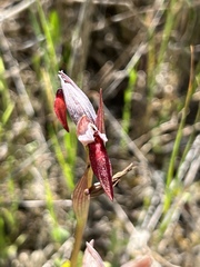 Serapias strictiflora
