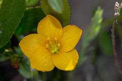 Linum macraei