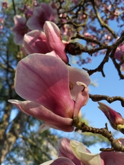 Magnolia liliiflora