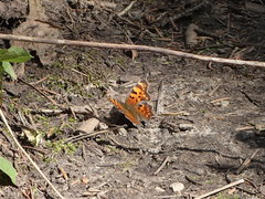 Polygonia faunus
