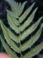 Goniopteris riograndensis