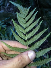 Goniopteris riograndensis