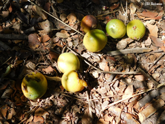 Beilschmiedia berteroana