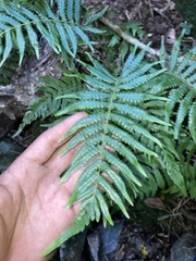 Goniopteris riograndensis