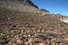 Leucadendron glaberrimum glaberrimum