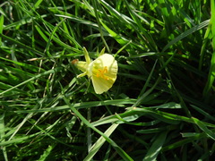 Narcissus bulbocodium
