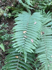 Ctenitis submarginalis