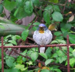 Sephanoides fernandensis