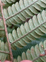 Ctenitis submarginalis