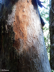 Beilschmiedia berteroana