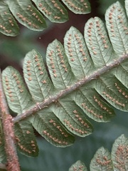 Ctenitis submarginalis