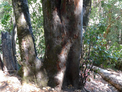 Beilschmiedia berteroana