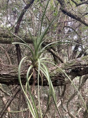 Aechmea recurvata