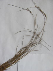 Juncus tenuis tenuis