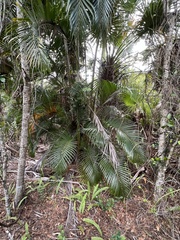 Dypsis lutescens