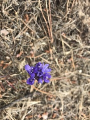 Gilia capitata chamissonis