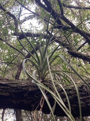 Aechmea recurvata