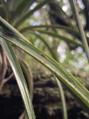 Aechmea recurvata