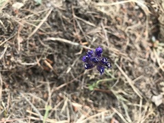 Gilia capitata chamissonis
