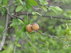 Disholcaspis pruniformis