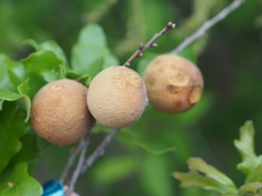 Disholcaspis pruniformis