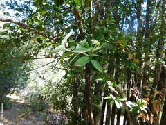 Beilschmiedia berteroana