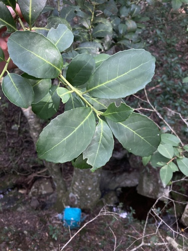 Ilex paraguariensis