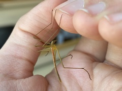 Apterobittacus apterus