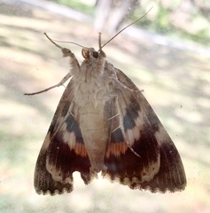 Catocala umbrosa