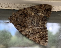 Catocala umbrosa