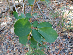 Berberis rotundifolia